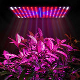 225LED 2000W Grow Light Hydroponic Kits Growing Plant Indoor Lamp