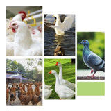 Automatic Chicken Bird Chook Poultry Feeder Drinker Chicken Poultry Waterer